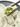 Bok Choy and Mushroom Dumplings 450g with 20Pcs - Chefs For Foodies