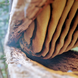 JARA 100% Wild Honey - Noble Georgian Premium Honey