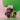 Two packages of Hojicha tea on a colorful background