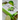 Green packaging with lime slices on a white background